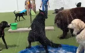 Police Dog Dances in Sprinkler During Group Play - Animals - VIDEOTIME.COM