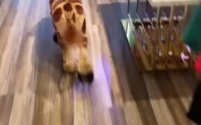Talented Dog Groomer Makes Dog Look Like Giraffe - Animals - VIDEOTIME.COM