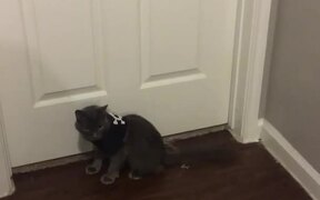 Cat Responds to Owner With Random Side Flip - Animals - VIDEOTIME.COM