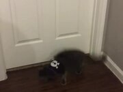 Cat Responds to Owner With Random Side Flip