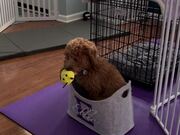 Puppy Sits Inside Bag But Loses Balance and Falls