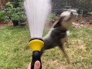 Pet Dog Gets Excited Over Water From Water Hose