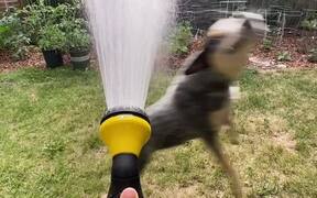 Pet Dog Gets Excited Over Water From Water Hose - Animals - VIDEOTIME.COM