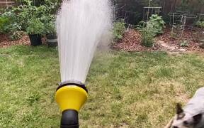 Pet Dog Gets Excited Over Water From Water Hose