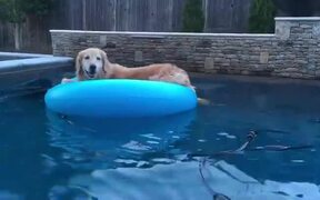 Dog Relaxes on Inflatable Float - Animals - VIDEOTIME.COM