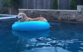 Dog Relaxes on Inflatable Float - Animals - VIDEOTIME.COM