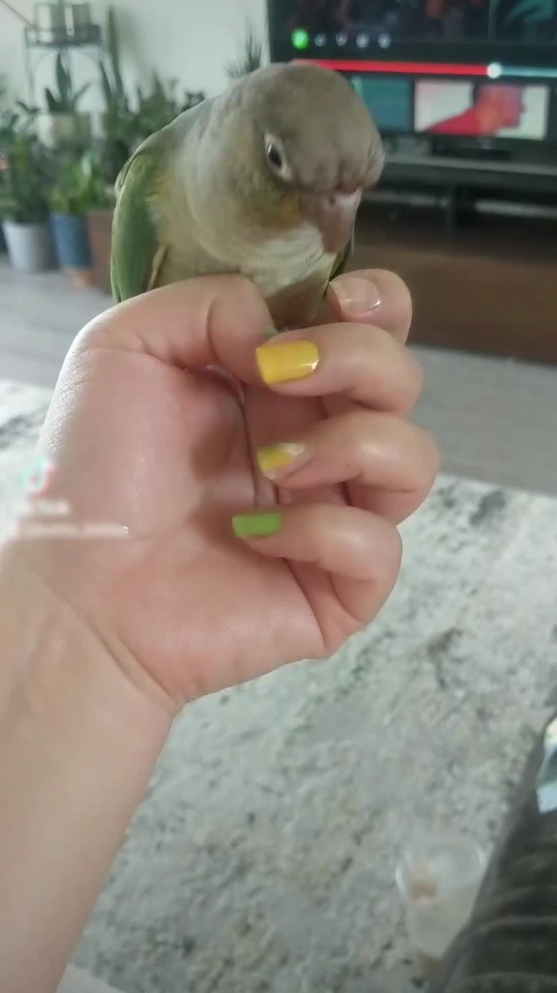 Parrot Rips Off Nail Paint From Person's Thumb