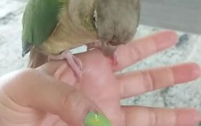Parrot Rips Off Nail Paint From Person's Thumb - Animals - VIDEOTIME.COM