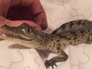 Crocodile Makes Squeaks When Human Rubs Their Back - Animals - Y8.COM