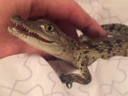 Crocodile Makes Squeaks When Human Rubs Their Back