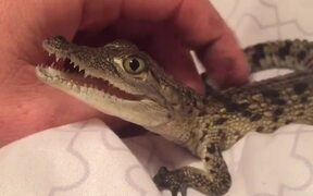 Crocodile Makes Squeaks When Human Rubs Their Back - Animals - VIDEOTIME.COM
