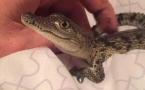 Crocodile Makes Squeaks When Human Rubs Their Back - Animals - VIDEOTIME.COM