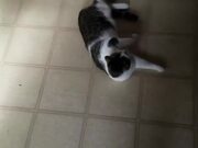 Cat Tumbles To Floor After Jumping Off Fridge