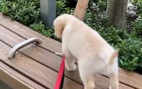 Adorable Pupper Falls Into Bushes While Walking - Animals - VIDEOTIME.COM