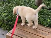 Adorable Pupper Falls Into Bushes While Walking
