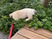 Adorable Pupper Falls Into Bushes While Walking