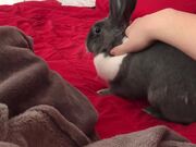 Bunny Runs Around Bed When Person Wakes Up