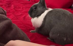 Bunny Runs Around Bed When Person Wakes Up - Animals - VIDEOTIME.COM
