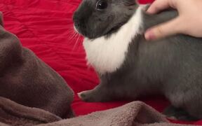 Bunny Runs Around Bed When Person Wakes Up - Animals - VIDEOTIME.COM