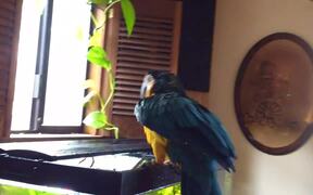 Macaw Dances After Bathing in Aquarium - Animals - VIDEOTIME.COM