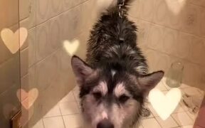 Abandoned Dog is Happy to Have Found New Home - Animals - VIDEOTIME.COM