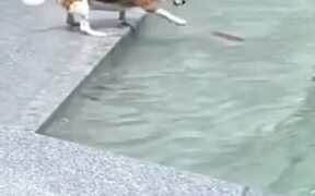 Cheers for Cute Dog Trying to Get Its Toy Back