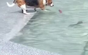 Cheers for Cute Dog Trying to Get Its Toy Back