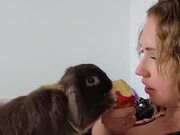 Rabbit Repeatedly Steals Food From Owner