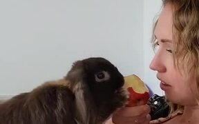 Rabbit Repeatedly Steals Food From Owner - Animals - VIDEOTIME.COM
