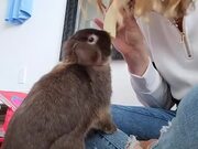 Rabbit Repeatedly Steals Food From Owner