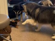 Dachshund Puppy Goofs Around With Huge Husky