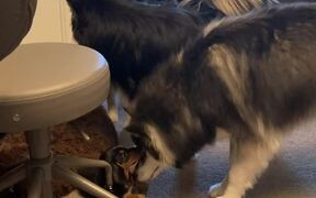 Dachshund Puppy Goofs Around With Huge Husky - Animals - VIDEOTIME.COM