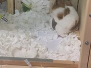 Organized Hamster Picks Up The Dishes After Eating