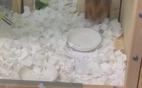 Organized Hamster Picks Up The Dishes After Eating - Animals - VIDEOTIME.COM