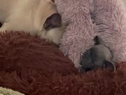 Cute Dog Tries To Wake Its Lazy Buddy Up