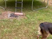 Dog Knocked Down Following Funny Trampoline Fail