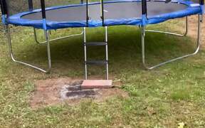 Dog Knocked Down Following Funny Trampoline Fail - Animals - VIDEOTIME.COM