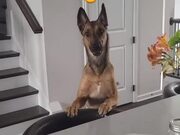 Dog Finds It Difficult To Catch Their Owner