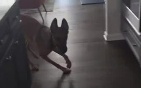Dog Finds It Difficult To Catch Their Owner - Animals - VIDEOTIME.COM