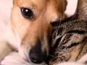 Cat and Dog Cuddle Together