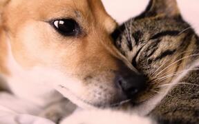 Cat and Dog Cuddle Together