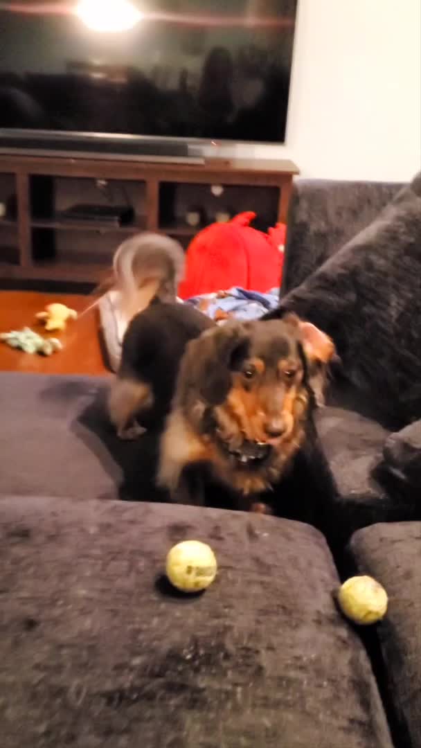 Enthusiastic Dog Masters the Art of Catching Balls