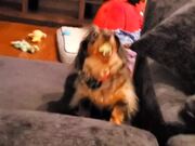 Enthusiastic Dog Masters the Art of Catching Balls