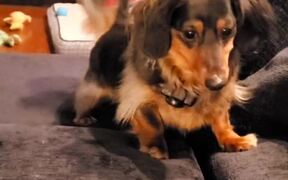 Enthusiastic Dog Masters the Art of Catching Balls - Animals - VIDEOTIME.COM