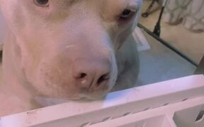 Pitbull Eagerly Waits to be Fed Ice Cube - Animals - VIDEOTIME.COM
