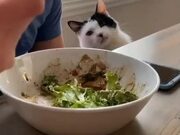 Cat Observes Owner While He Eats His Food