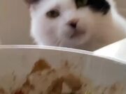 Cat Observes Owner While He Eats His Food