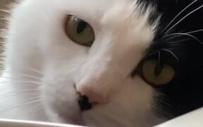 Cat Observes Owner While He Eats His Food - Animals - VIDEOTIME.COM