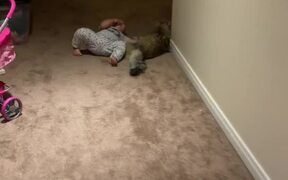 Cat Pounces on Little Boy Running Through House
