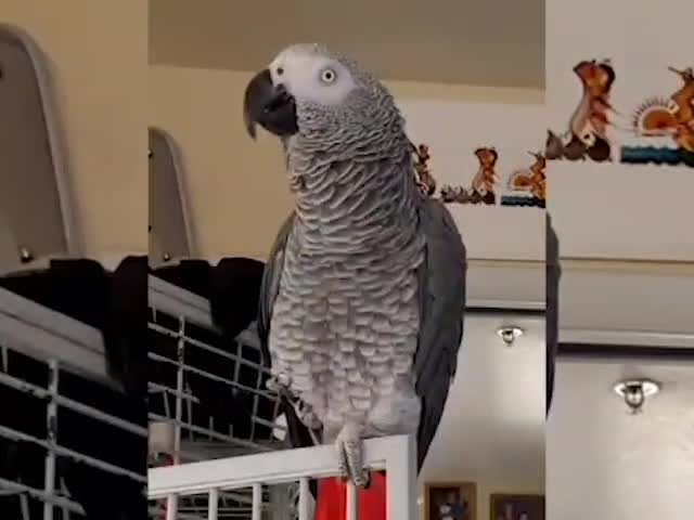 Parrot Whistles Adorably